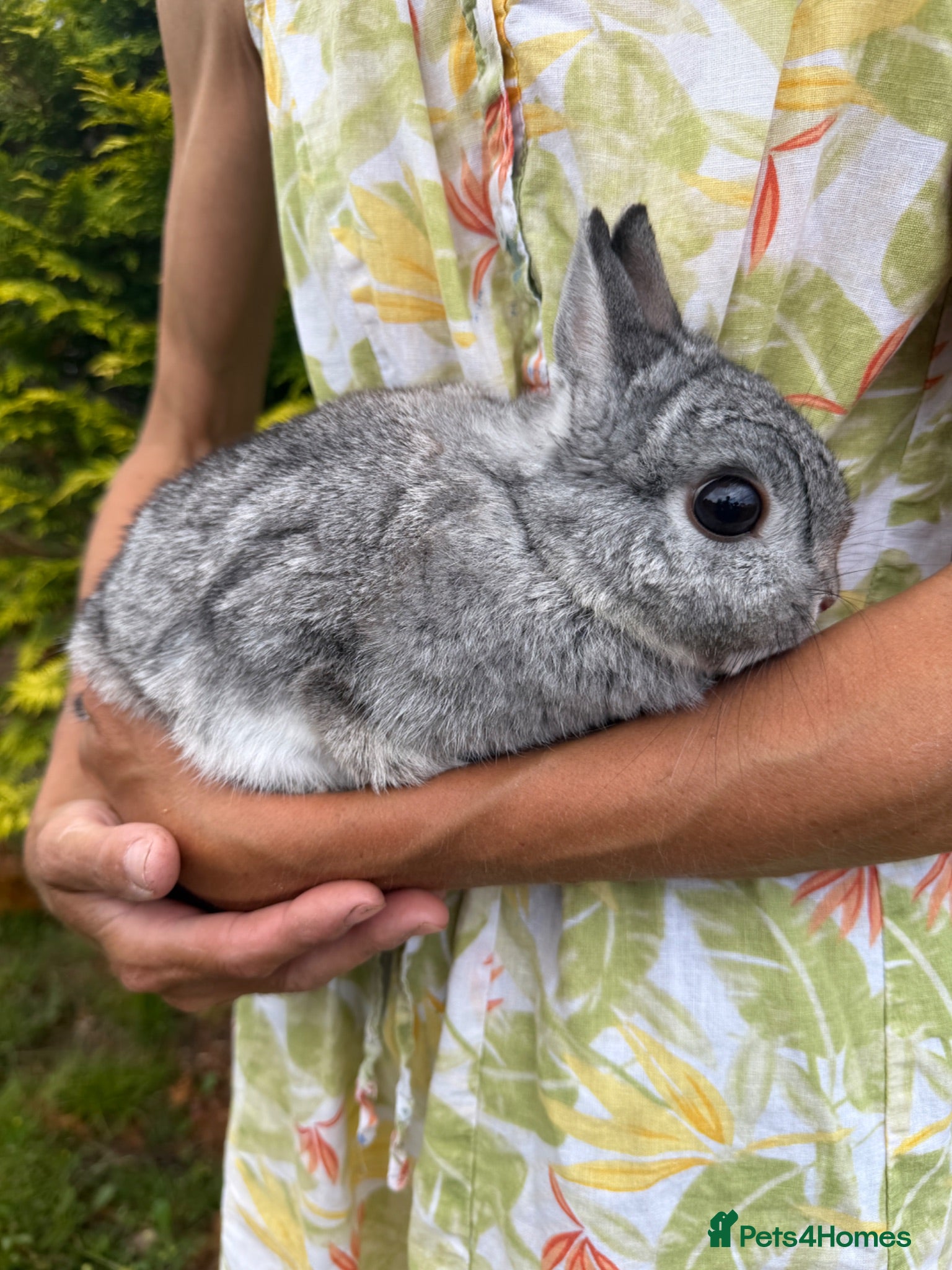 Netherland Dwarf rabbits Netherland Dwarf Female Rabbit Bunny Vaccinated  - Advert 1