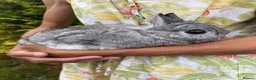 Netherland Dwarf rabbits for sale: Netherland Dwarf Female Rabbit Bunny Vaccinated  - Advert 1