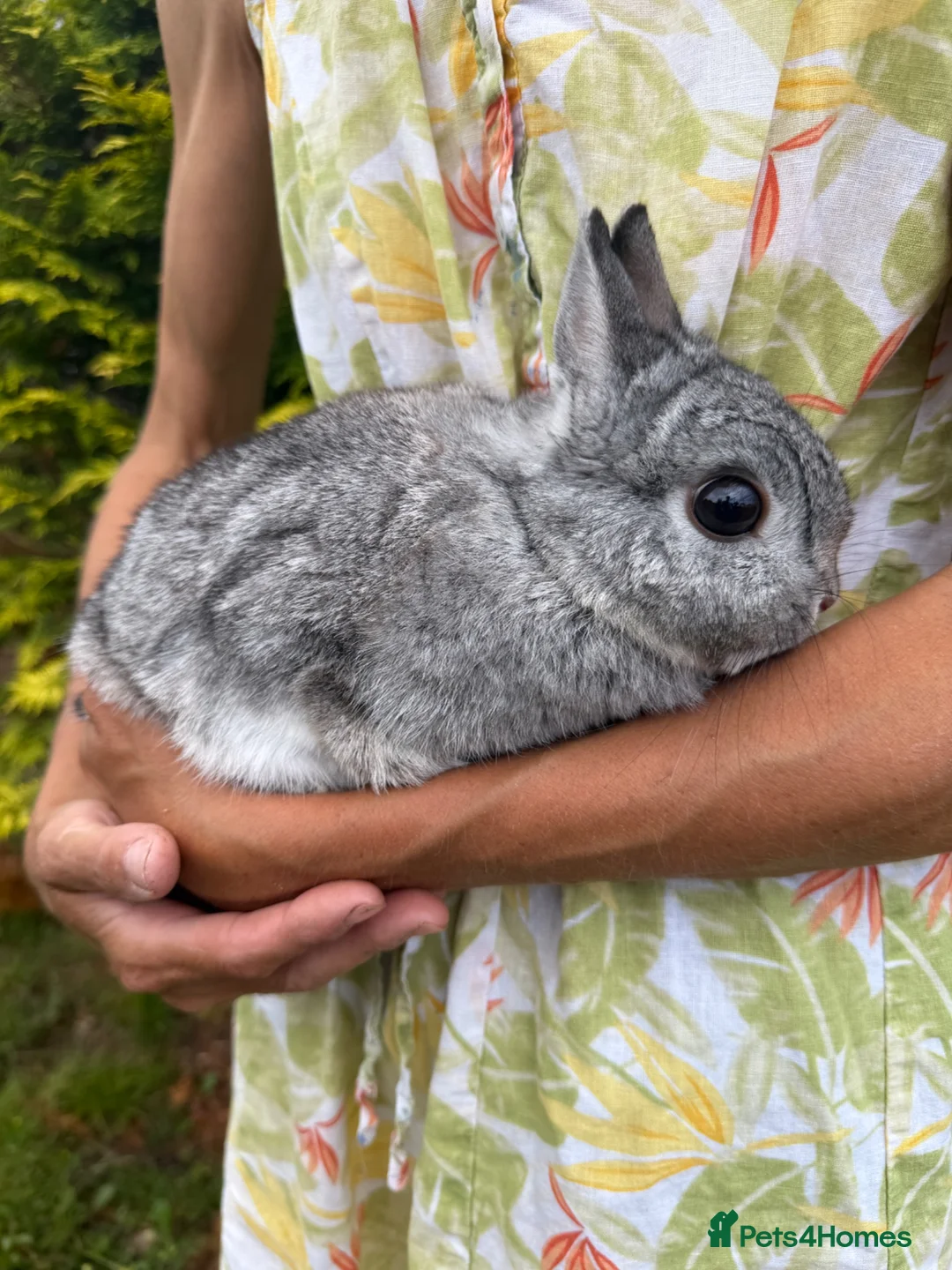 Netherland Dwarf rabbits for sale: Netherland Dwarf Female Rabbit Bunny Vaccinated  - Advert 1
