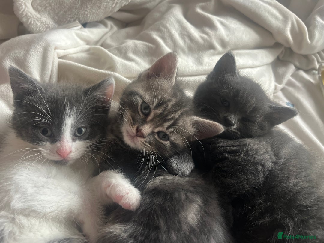 Russian Blue cats for sale: Last little lady  in Waltham Abbey - Image 17