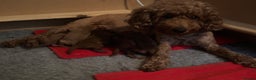 Miniature Poodle dogs for sale: KC Registered red miniature poodles  - Advert 15