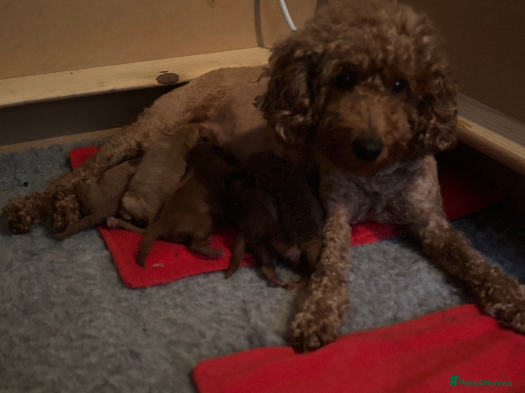 Miniature Poodle dogs for sale: KC Registered red miniature poodles  - Advert 15