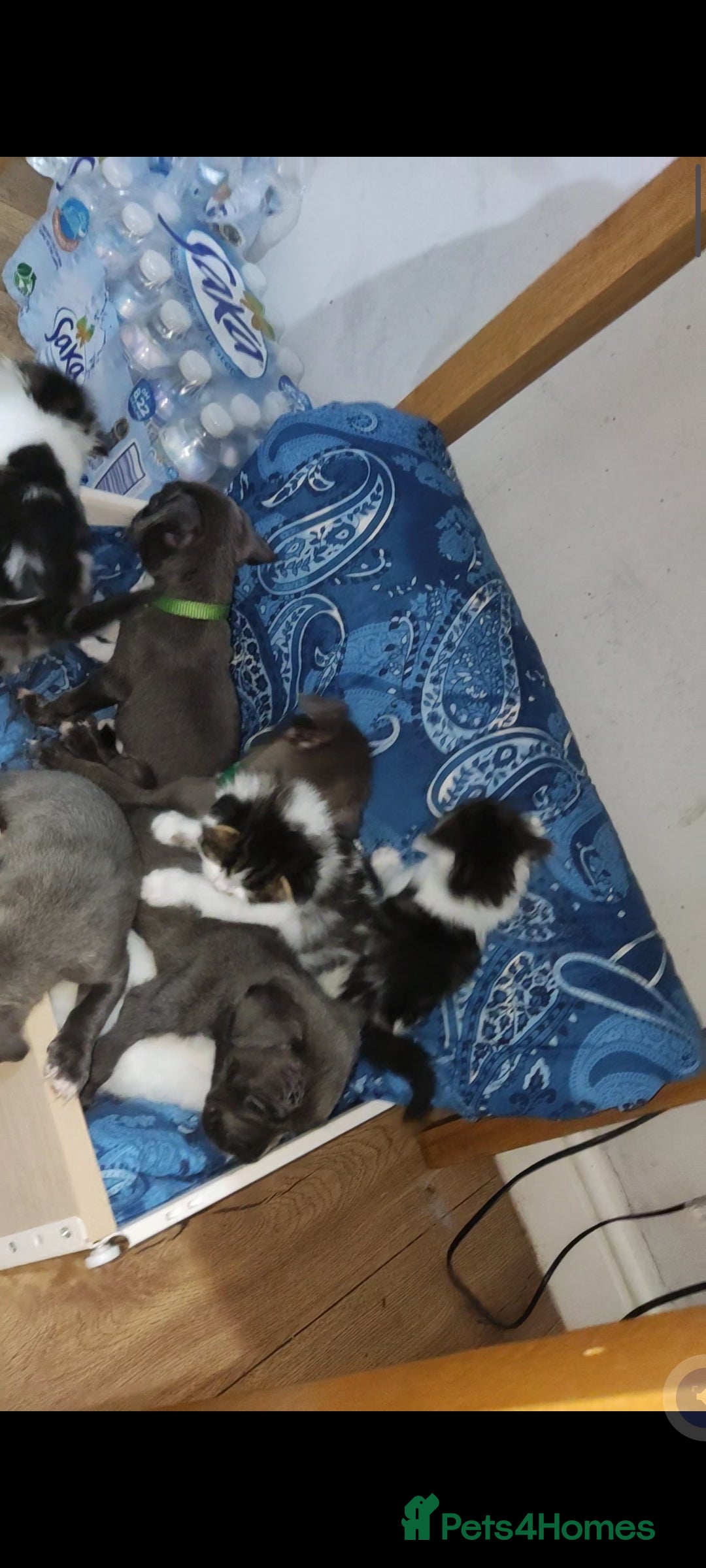 Mixed Breed dogs for sale: Caine corso/ American bully 10 weeks - Advert 12