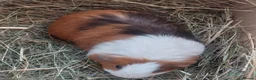 Guinea Pig rodents for sale: IRIS, OPAL & EDNA female guineapigs  - Advert 2