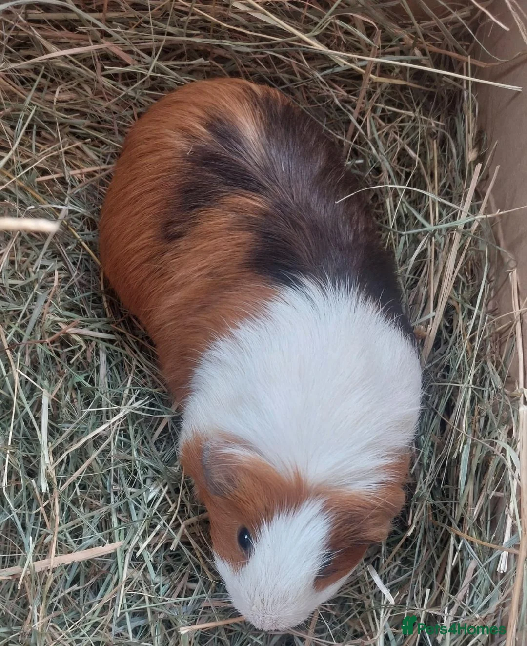 Guinea Pig rodents for sale: IRIS, OPAL & EDNA female guineapigs  - Advert 2