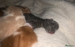 Mixed Breed cats for sale: 5 gorgeous kitten’s - Image 7