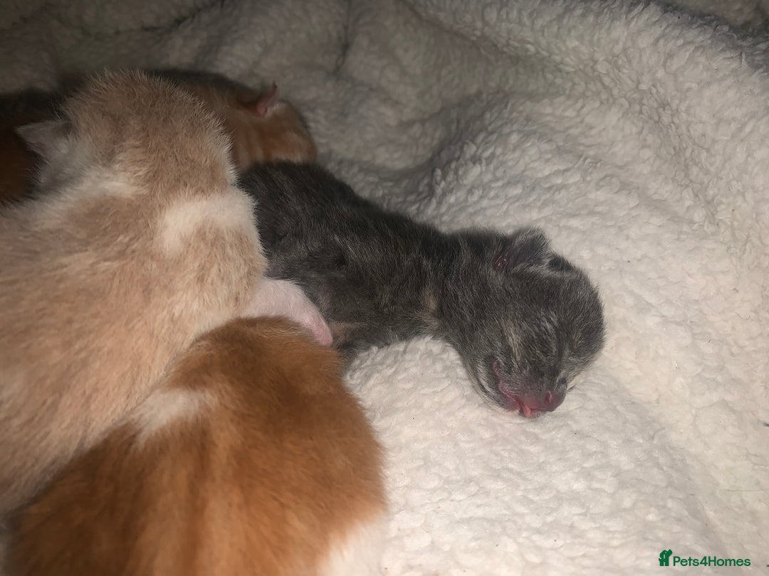 Mixed Breed cats for sale: 5 gorgeous kitten’s - Image 7