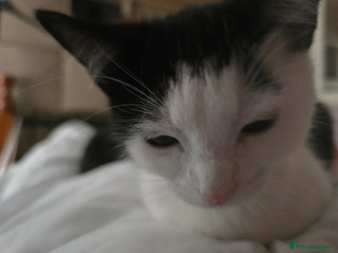 Mixed Breed cats for sale: Gorgeous 3 month old male kitten available - Advert 5
