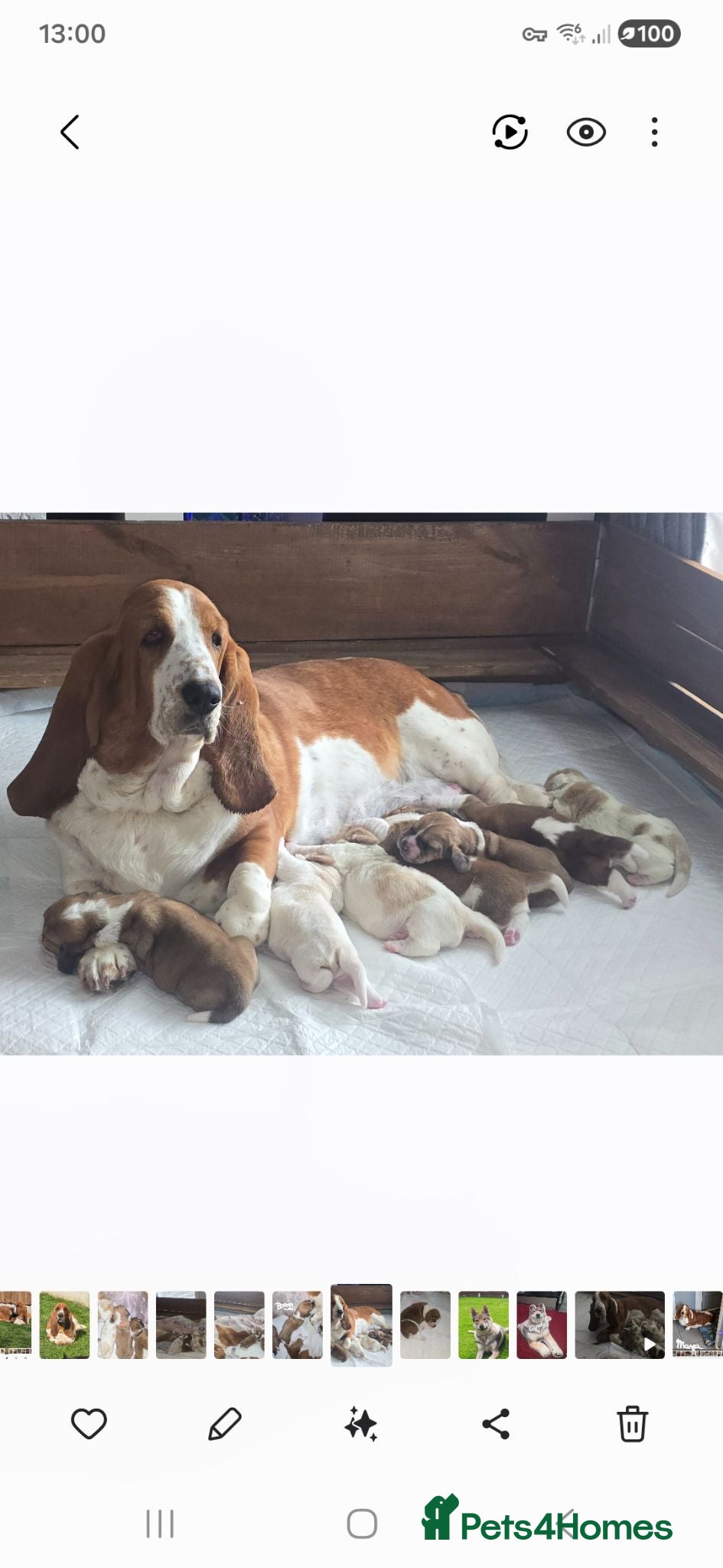 Basset Hound dogs Basset hound pups kc reg.(licensed breeder) - Advert 2