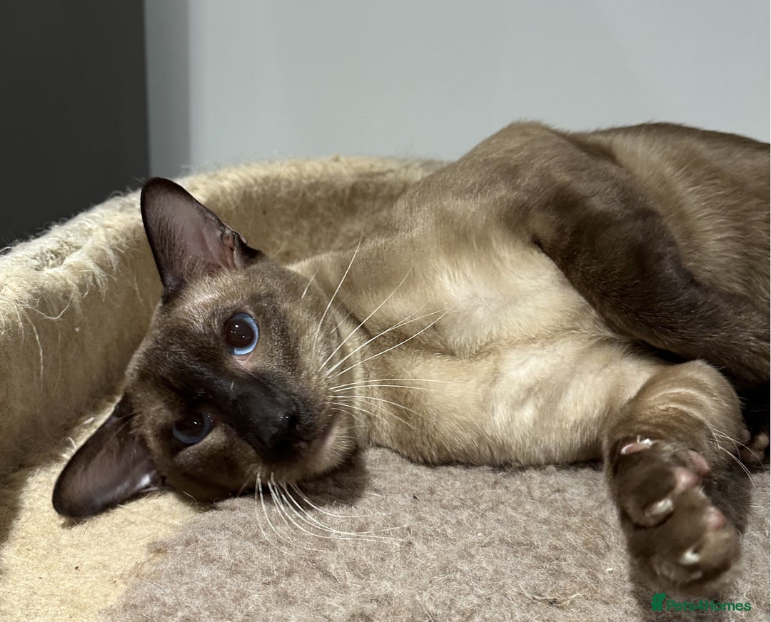 Siamese cats for sale: Handsome Seal Point Male - Active Register - Image 7