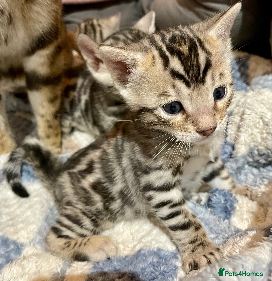 Bengal cats for sale: Pure Bengal Kittens  - Advert 18