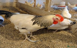 Chickens poultry for sale: Pure bred light Sussex cockerel  - Image 2