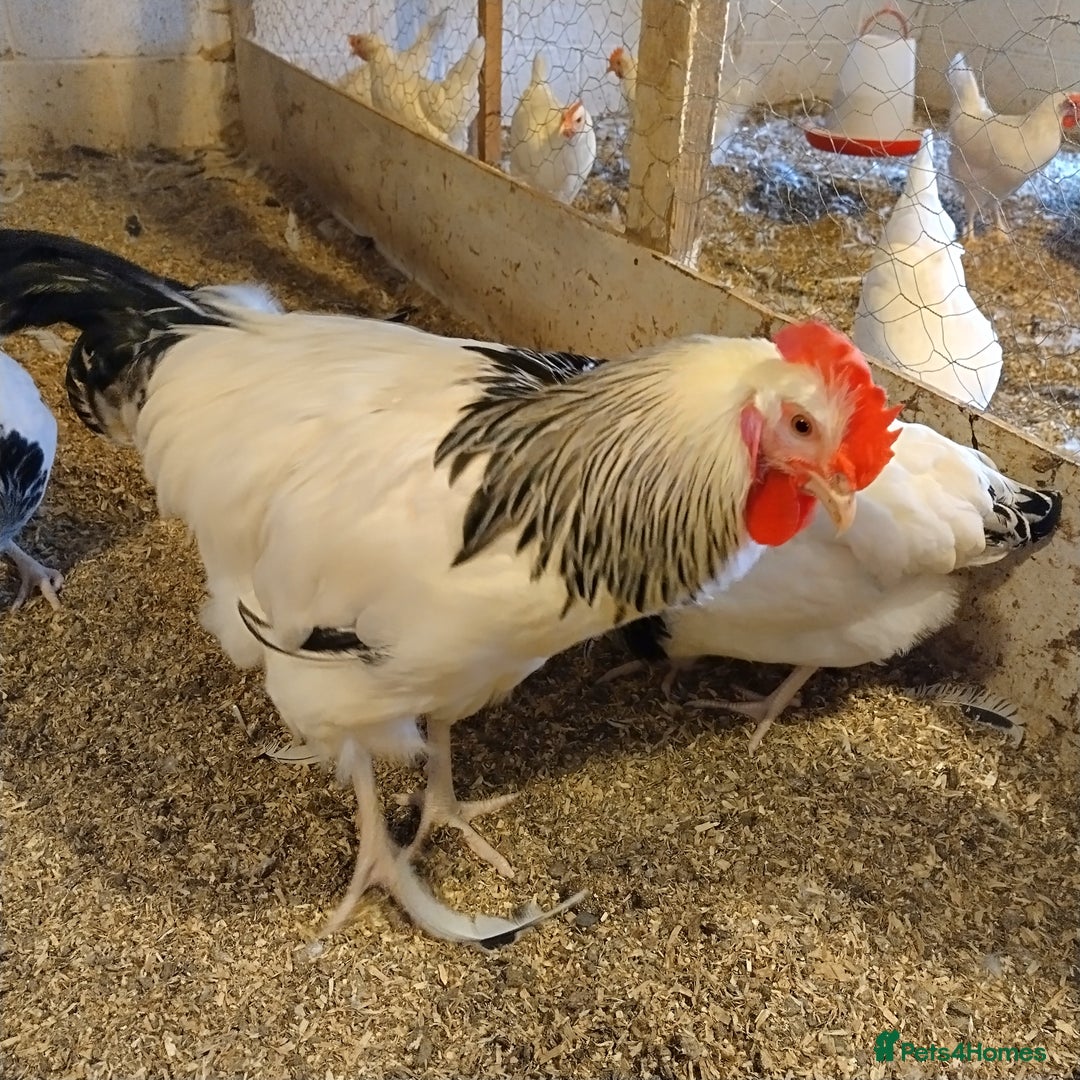 Chickens poultry for sale: Pure bred light Sussex cockerel  - Image 2