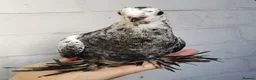 Pigeons birds for sale: Pigeons [Semi Hand-Raised] - Fancy & Racing Breeds - Advert 21