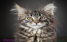 Maine Coon cats for sale: Purebred Maine Coon Kittens - Image 2
