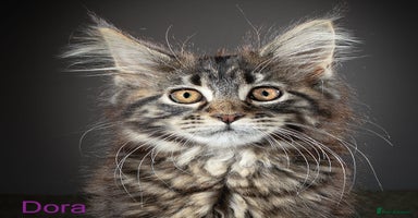 Maine Coon cats - Advert 3