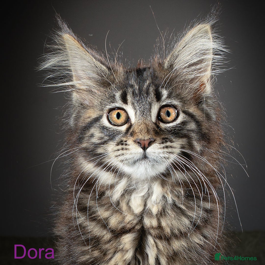 Maine Coon cats for sale: Purebred Maine Coon Kittens - Image 2