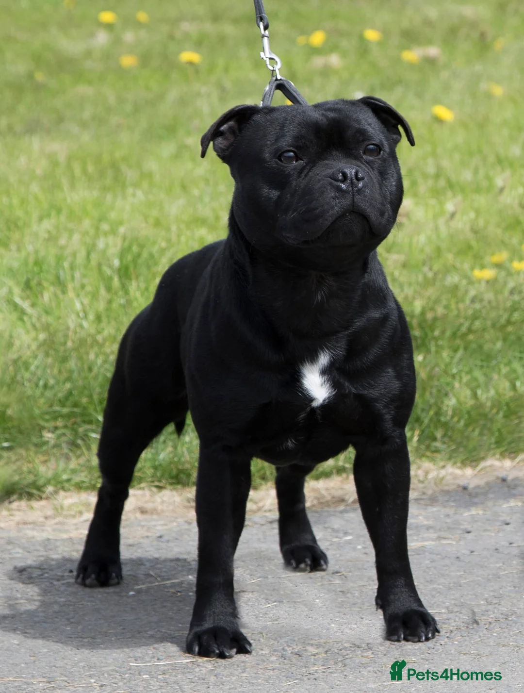 Staffordshire Bull Terrier dogs for stud: VALGLO TOP GUN -BLUE CARRIER in Dudley - Advert 5
