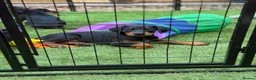 Dobermann dogs for sale: READY NOW- Outstanding KC Dobermann Pups🇧🇷 - Advert 10