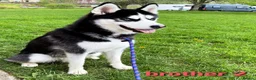 Siberian Husky dogs for stud: Siberian Husky - produces large litters in Cheltenham - Advert 12