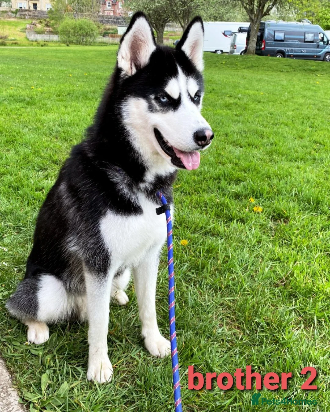 Siberian Husky dogs for stud: Siberian Husky - produces large litters in Cheltenham - Advert 12