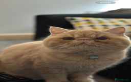 Exotic cats for sale:  Cream Exotic Male - Image 1