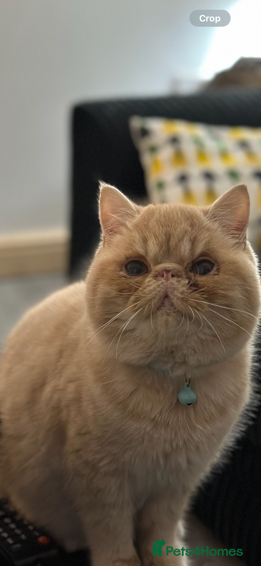 Exotic cats for sale:  Cream Exotic Male - Image 1