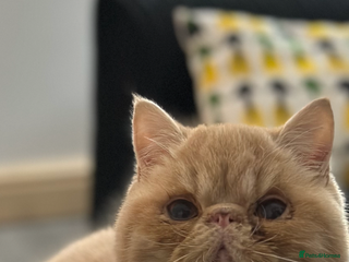 Exotic cats - Advert 8