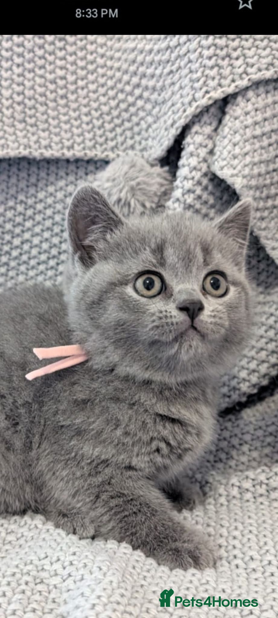 British Shorthair cats Beautiful British short hair kittens  - Advert 14