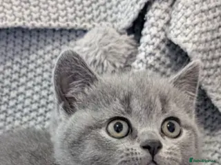 British Shorthair cats Beautiful British short hair kittens - Advert 14