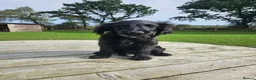Goldendoodle dogs for sale: Beautiful f1 Goldendoodles  - Advert 3