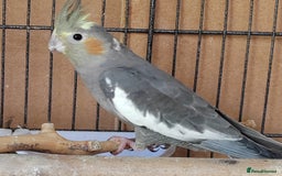Cockatiels birds for sale: Cockatiels and Kakariki - Image 9