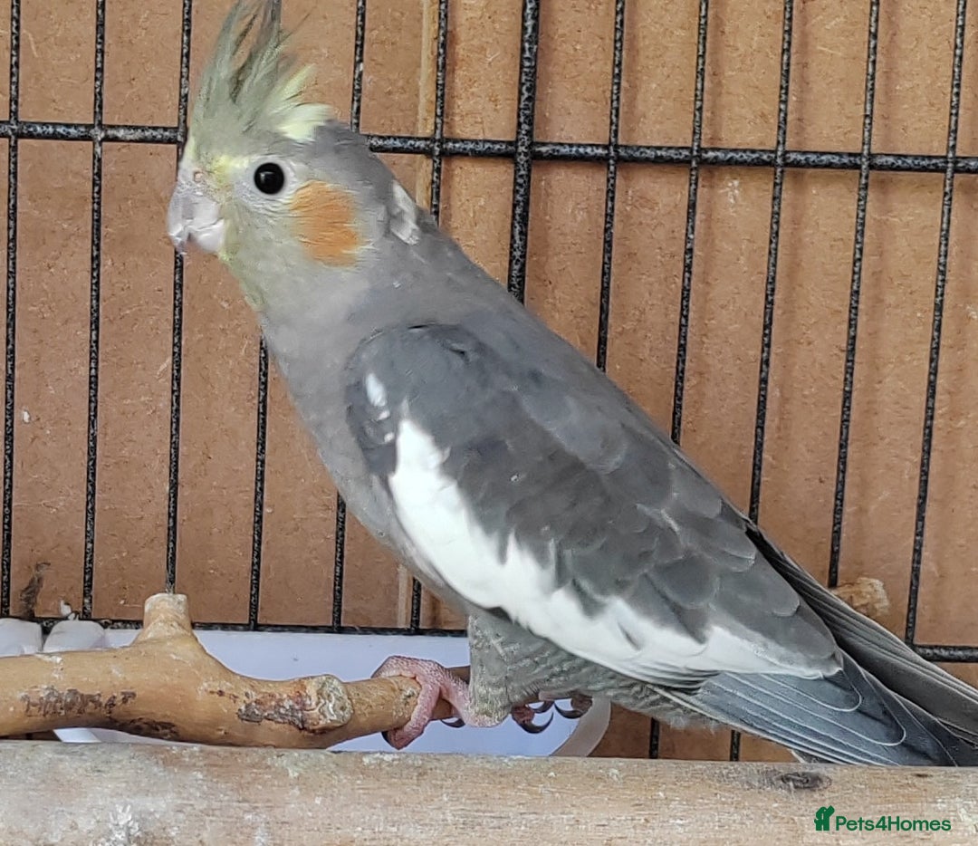 Cockatiels birds for sale: Cockatiels and Kakariki - Image 9