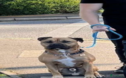 Bullmastiff dogs for stud: FOR STUD  - Image 3