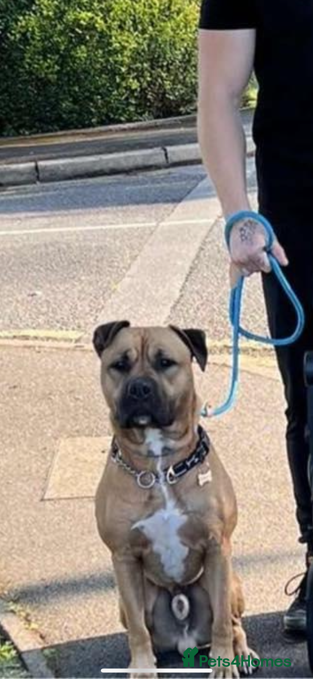 Bullmastiff dogs for stud: FOR STUD  - Image 3