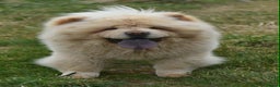 Chow Chow dogs for stud: Stunning Pale Cream boy offered at Stud - Advert 5