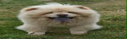 Chow Chow dogs for stud: Stunning Pale Cream boy offered at Stud - Advert 5