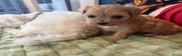 Maltipoo dogs for sale: Toy Maltipoo Puppies (TOY MALTESE X TOY POODLE) - Advert 2