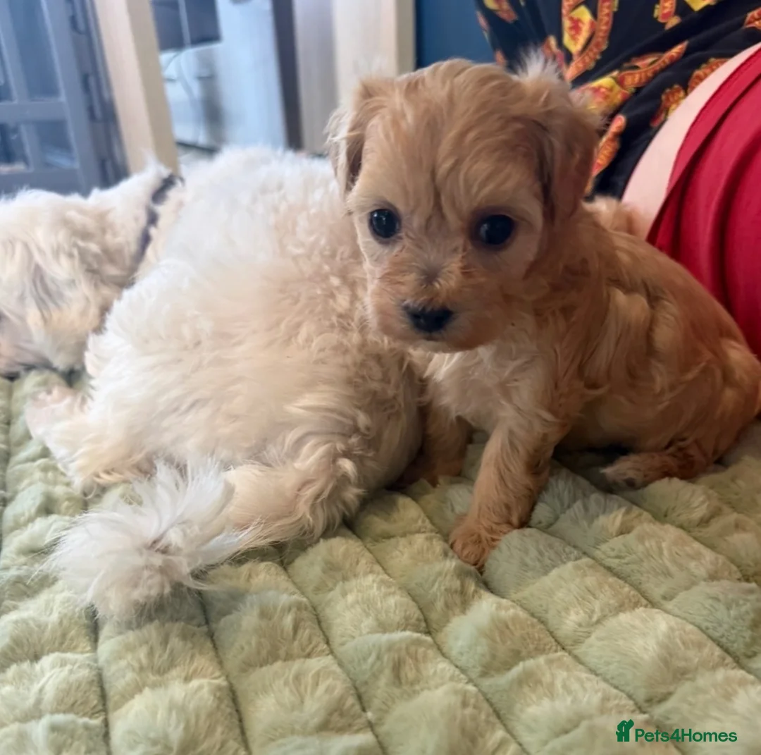 Maltipoo dogs for sale: Toy Maltipoo Puppies (TOY MALTESE X TOY POODLE) - Advert 2