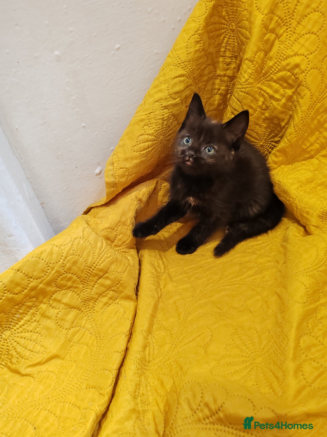 Mixed Breed cats for sale: Beautiful kittens VIDEOS - Image 11