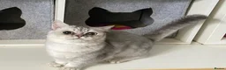 Munchkin cats for sale: Full Pedigree Munchkin Kittens - Advert 34