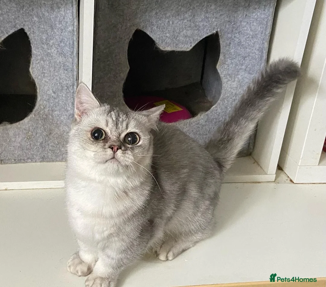 Munchkin cats for sale: Full Pedigree Munchkin Kittens - Advert 34