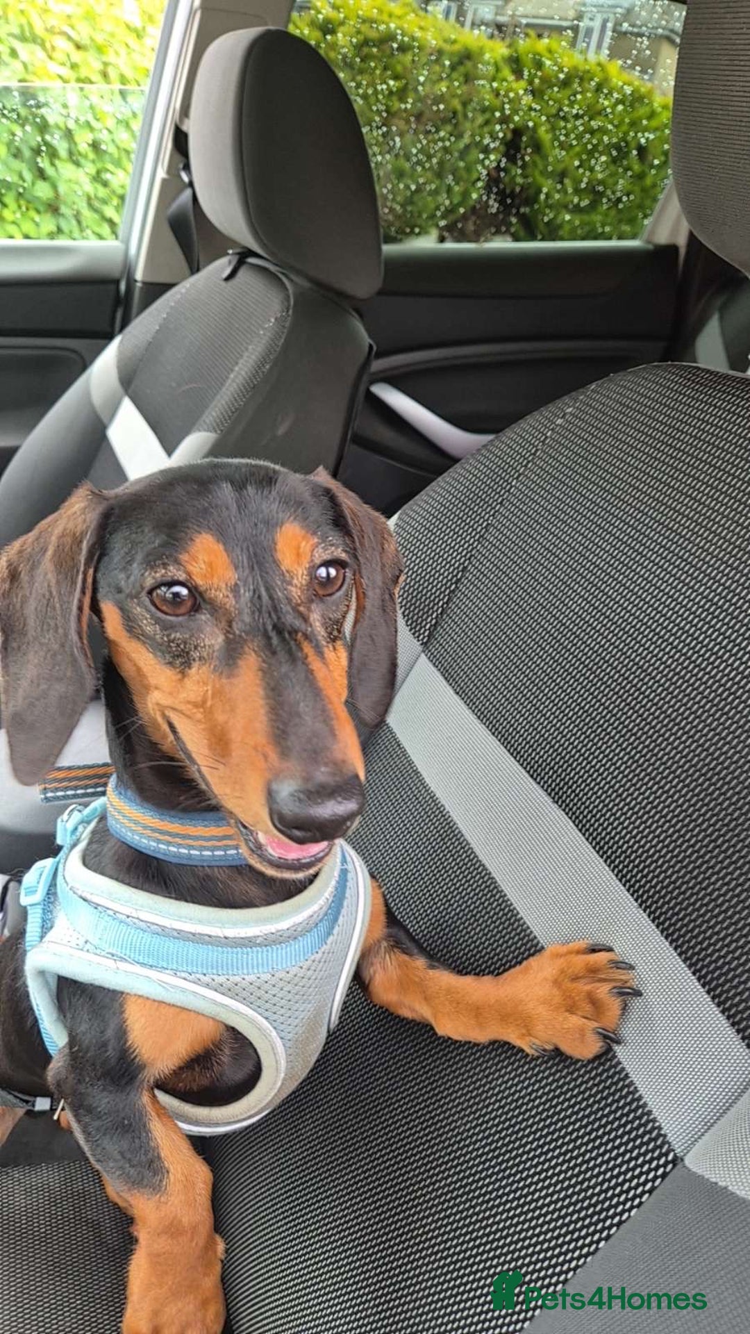 Dachshund dogs for sale: Biscuit dachshund  - Image 2