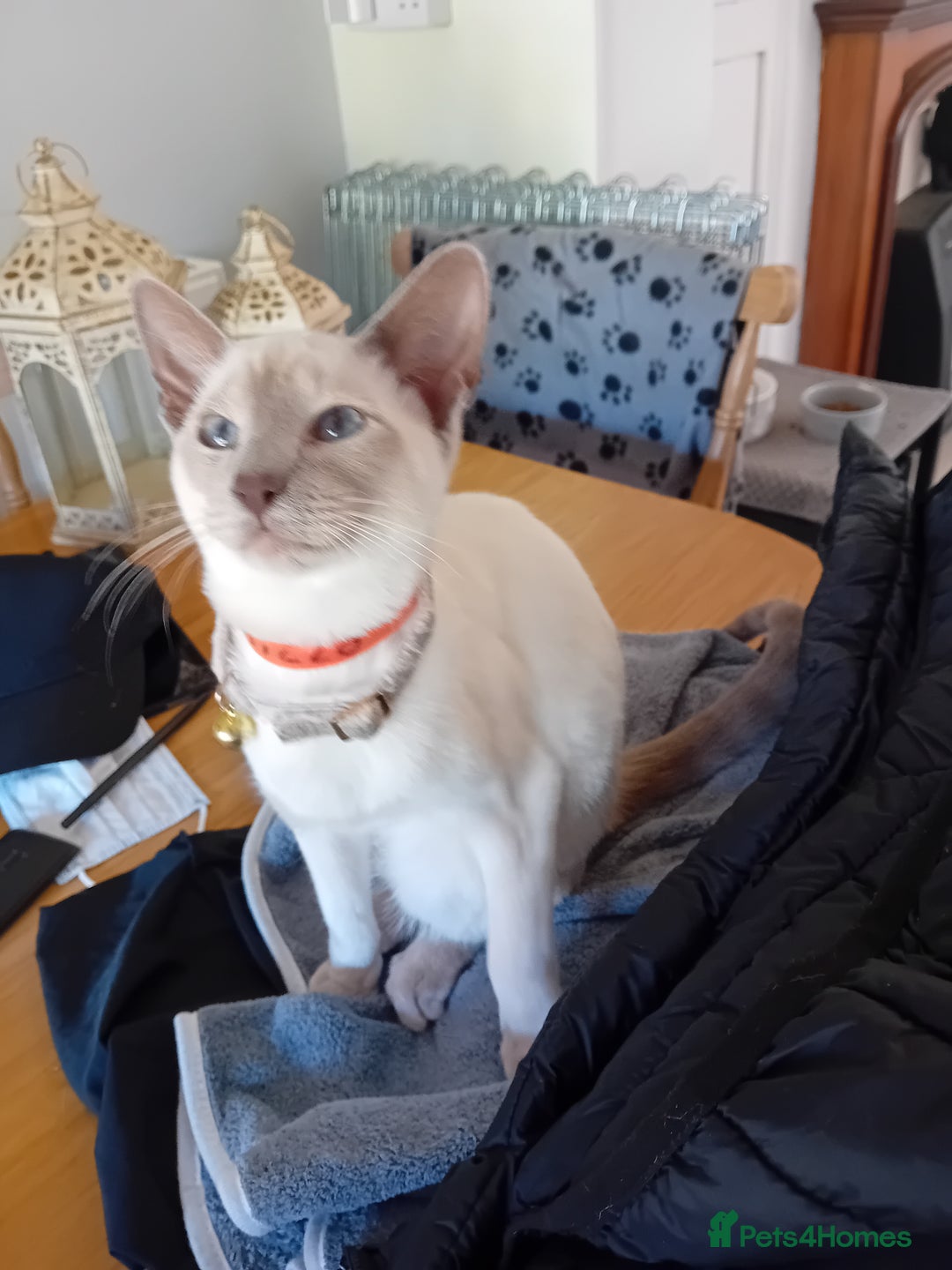 Siamese cats for sale: Siamese kittens - Image 4