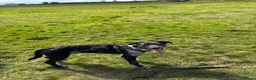 Mixed Breed dogs for sale: Welsh Collie x Labrador for sale - Advert 6