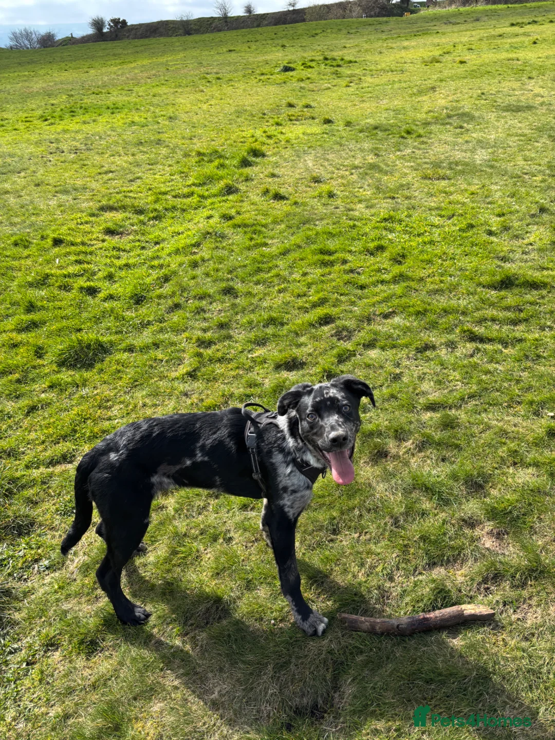 Mixed Breed dogs for sale: Welsh Collie x Labrador for sale - Advert 6