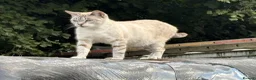 Bengal cats for sale: Blue eyed snow bengals  - Advert 2