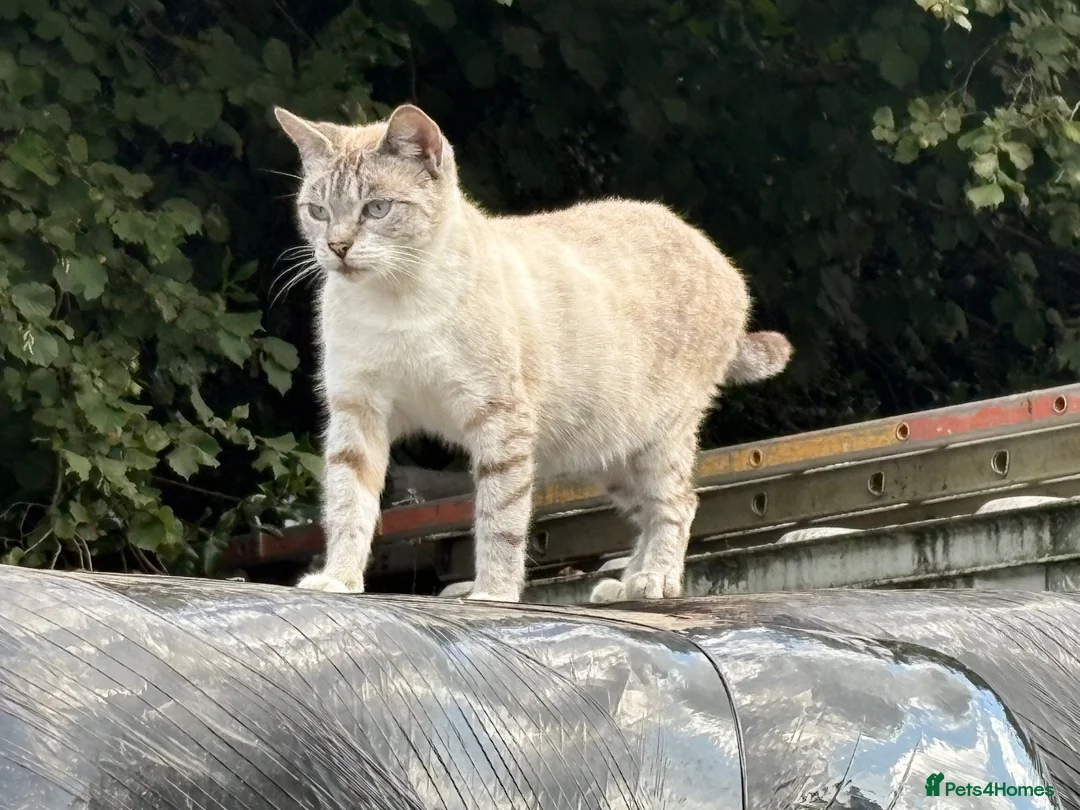 Bengal cats for sale: Blue eyed snow bengals  - Advert 2