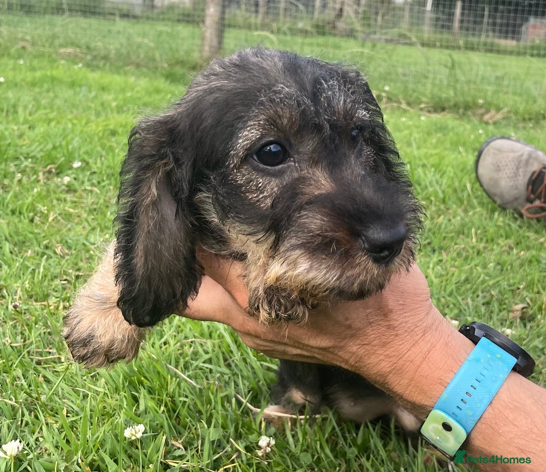 Dachshund dogs for sale: Standard Wire Haired Dachshunds - Image 16