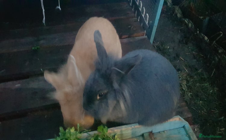 Lionhead rabbits - Advert 1